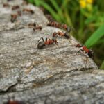 ant removal winston salem