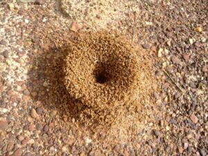 ant removal services clemmons nc 