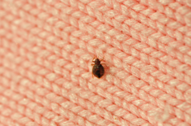 bedbug prevention winston salem